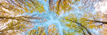 Baños de bosque