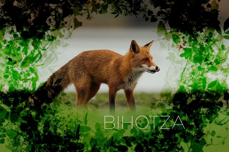 bihotza