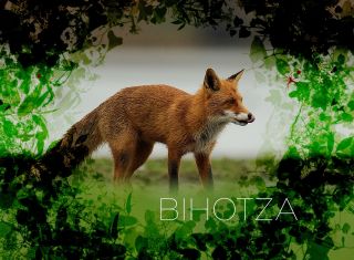 bihotza